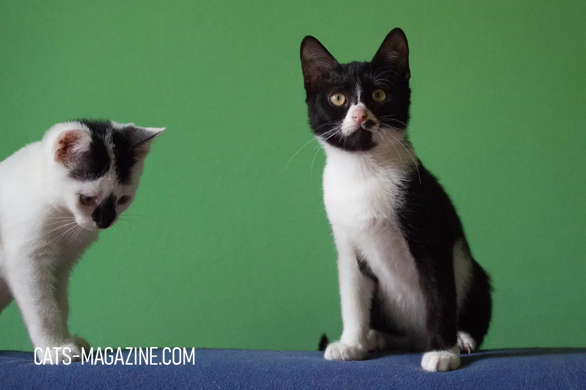 Kittens in my local rescue