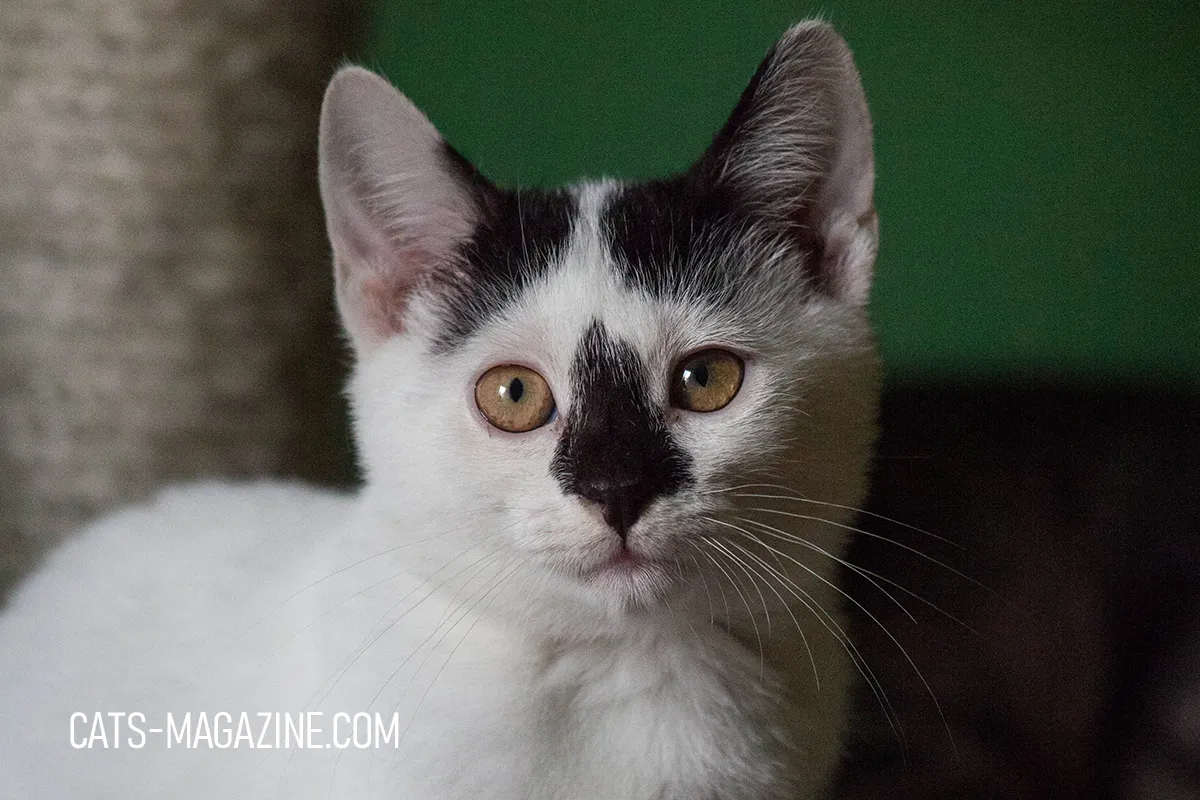 Adopting a Rescue Kitten: What You Need to Know