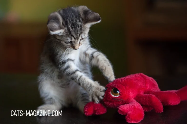 Most Entertaining Cat Toys: How to Keep Your Cat Happy While You’re Away