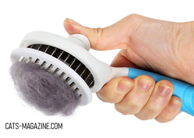 The Ultimate Guide to Choosing the Best Cat Brush