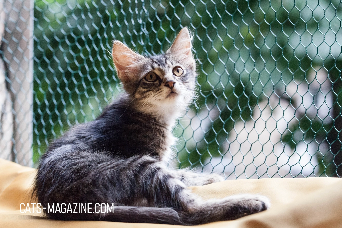 Transform Your Balcony into a Safe Outdoor Haven for Your Cat