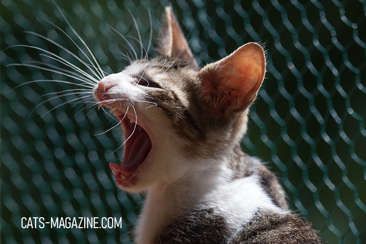 Transform Your Balcony into a Safe Outdoor Haven for Your Cat