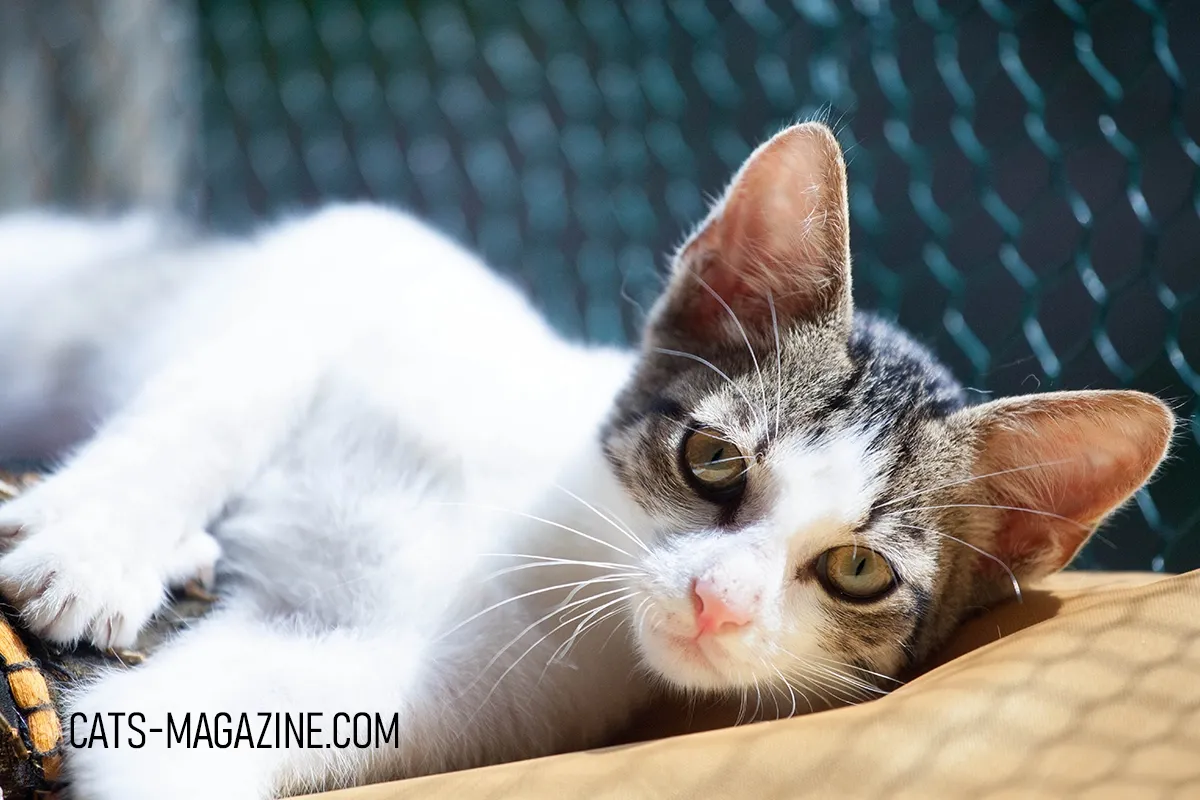 Transform Your Balcony into a Safe Outdoor Haven for Your Cat