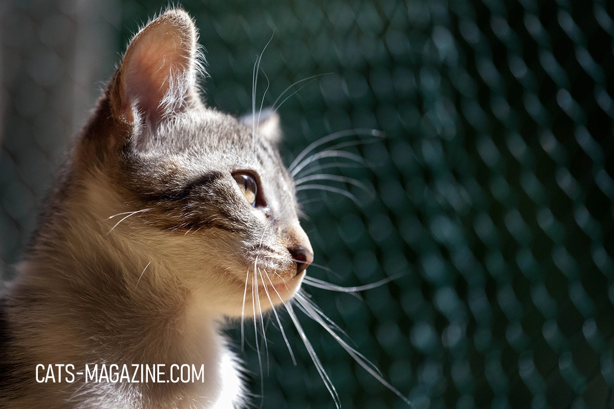 Transform Your Balcony into a Safe Outdoor Haven for Your Cat