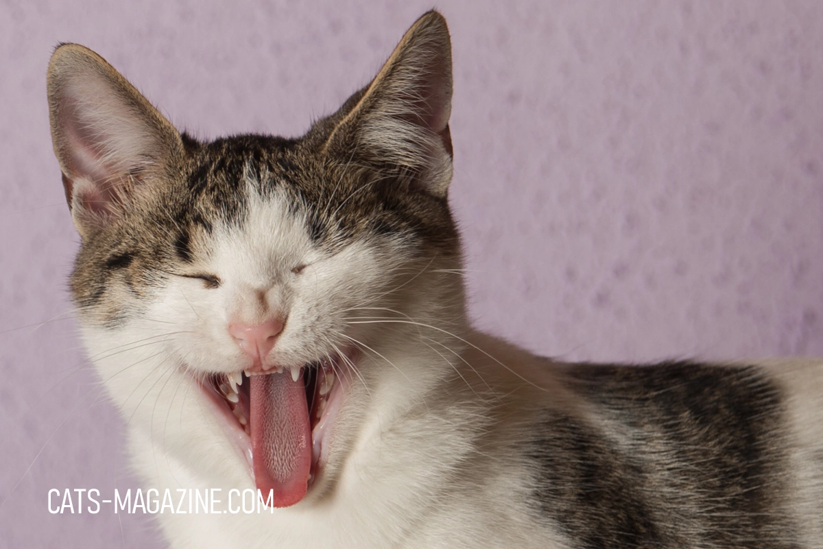 Cat Teeth Care: Easy Tips to Keep Those Pearly Whites Healthy