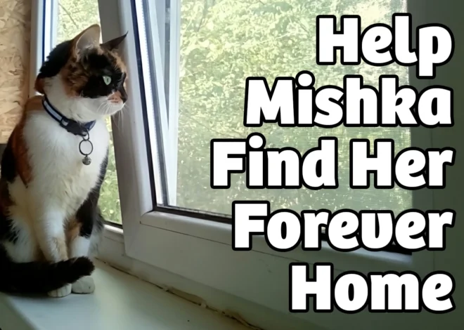 Mishka’s Journey: Cat Rescue Story That Needs Your Help