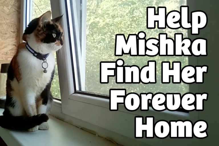 Mishka's Journey: Cat Rescue Story That Needs Your Help