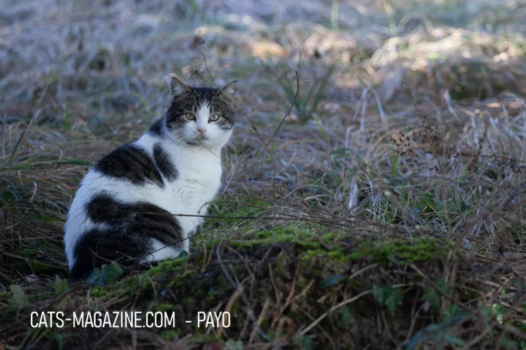 Payo’s Story: A Heartwarming Cat Rescue Tale