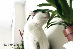 Cat-Safe Plants: The Best Greenery for a Pet-Friendly Home