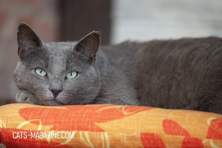 How to Make Your Home Cozy for Senior Cats