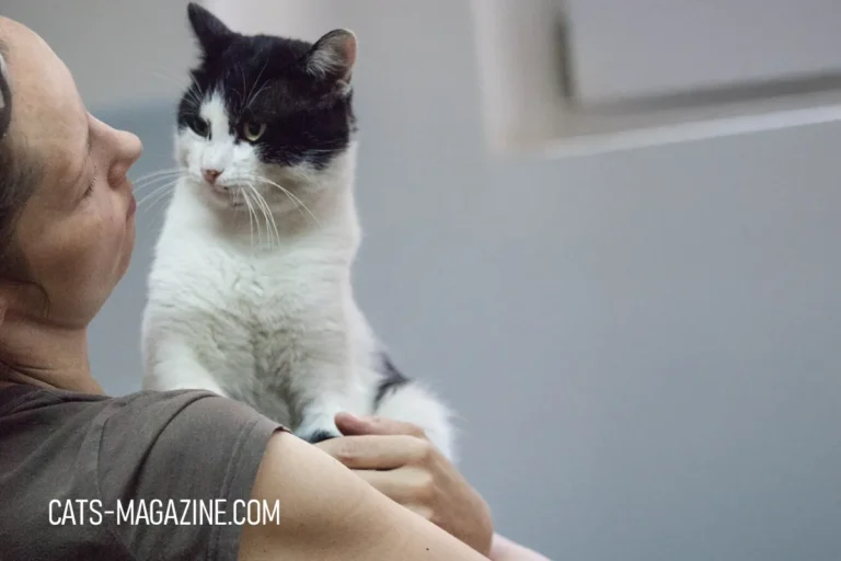 Cat Sitting: Finding the Purr-fect Care for Your Feline Friend