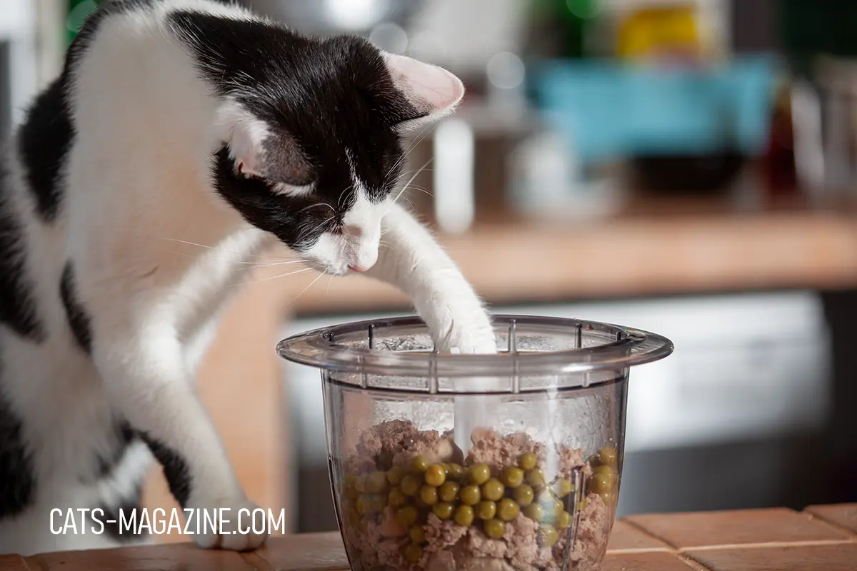 Tito helping cooking one of 10 simple cat food recipes!