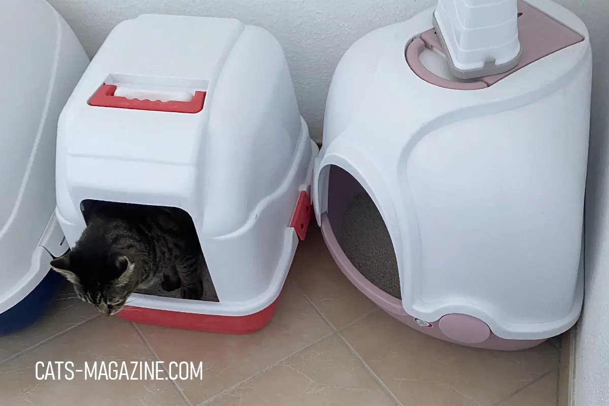 How to Train a Rescue Cat to Use a Litter Box - A Step-by-Step Guide