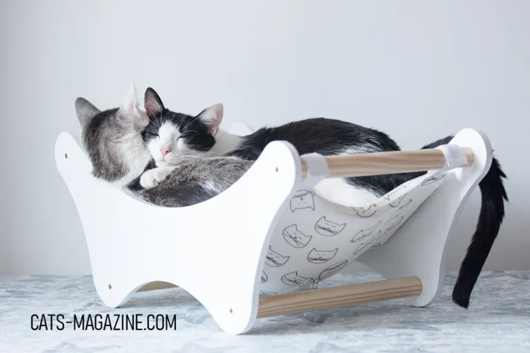 Luxury Cat Beds – Because Your Cat Deserves the Best