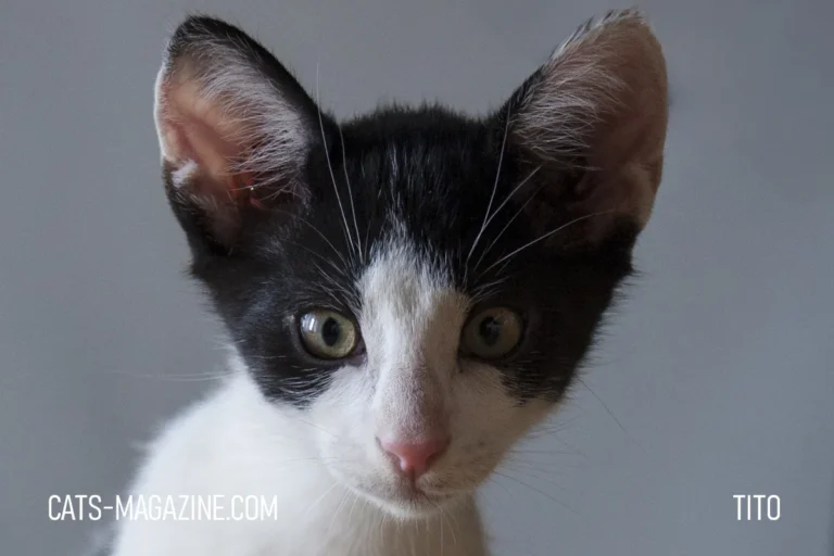 Rescue Kitten Story - How Tito Found His Forever Home