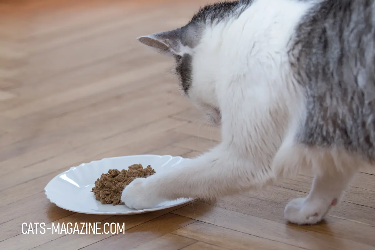 Easy Homemade Chicken Cat Food Recipes – Healthy & Vet-Approved!