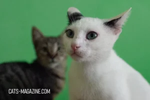 TikTok Cat: How Felines Took Over the Internet (And Our Hearts!)