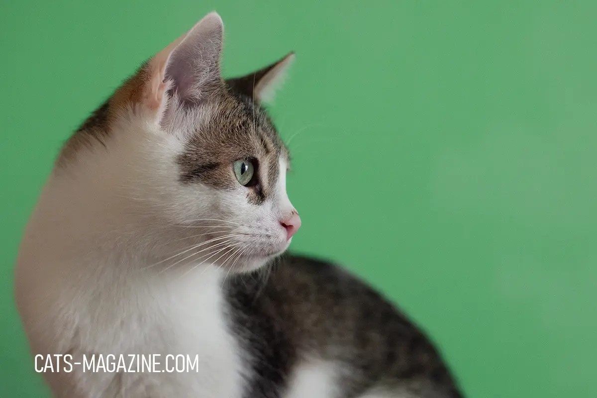 TikTok Cat: How Felines Took Over the Internet (And Our Hearts!)