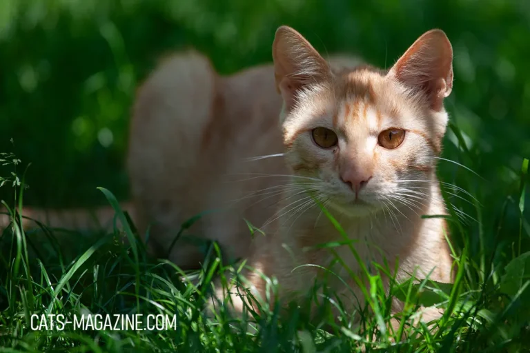 Understanding Cat Behavior Myths