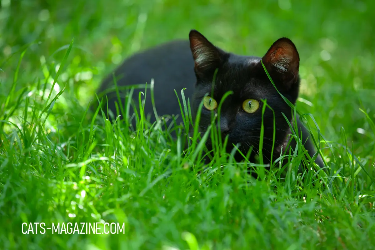 Understanding Feline Behavior Myths