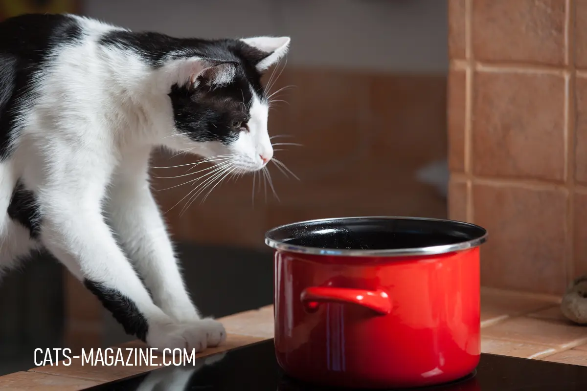 My black and white cat Tito looking at the pot on the stove.