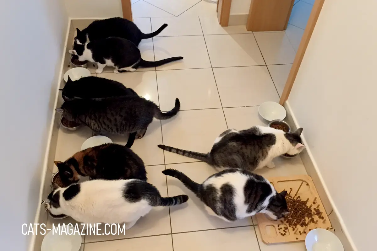 My 8 cats eating together.