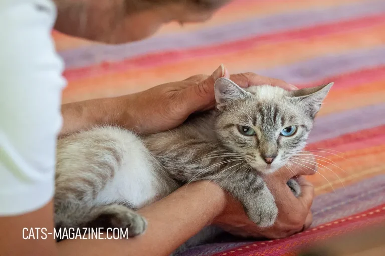 Best Cat Food for Diabetic Cats