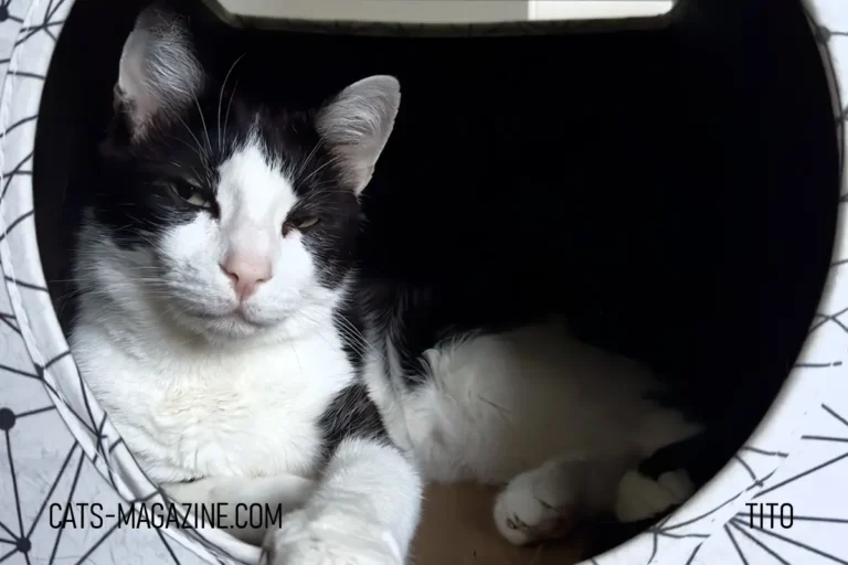 The Power of the Purr: Evolution’s Hidden Advantage