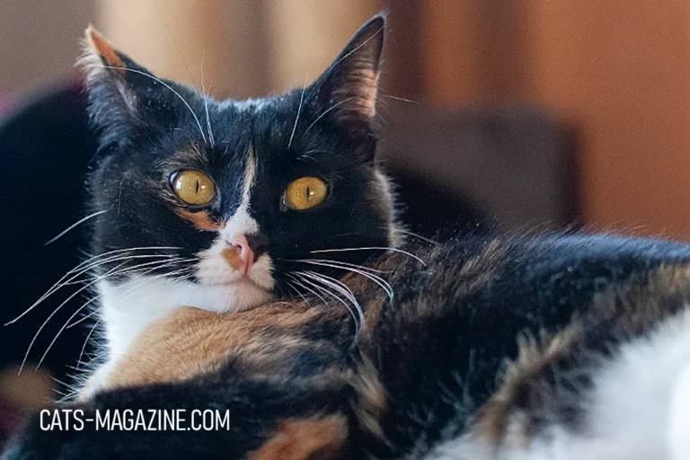 Why Does My Cat Hate My Husband? Decoding Feline Preferences