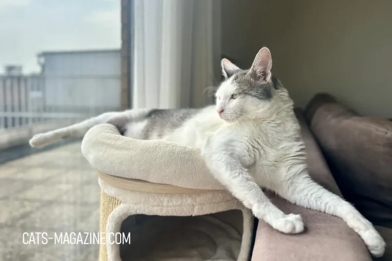 10 Cat Enrichment Ideas to Keep Your Indoor Cat Happy and Active