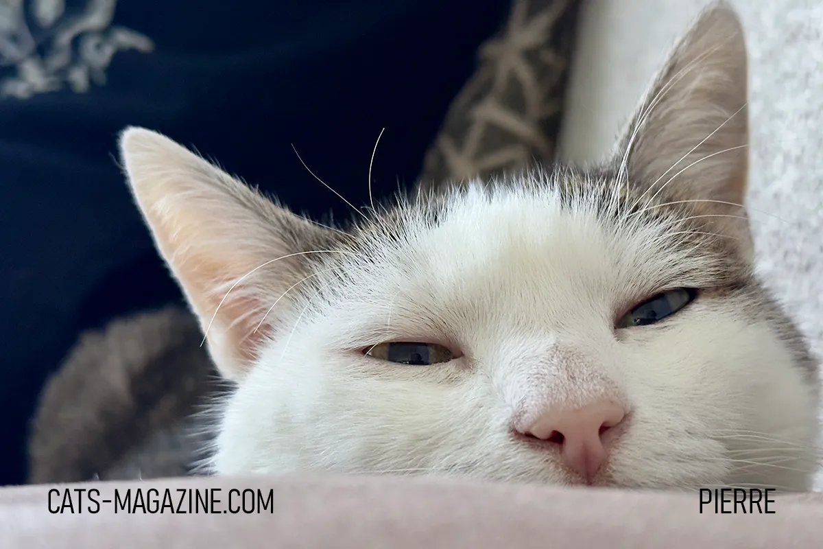 Close-up of Pierre, a white and grey cat, half asleep with relaxed eyes and a pink nose.