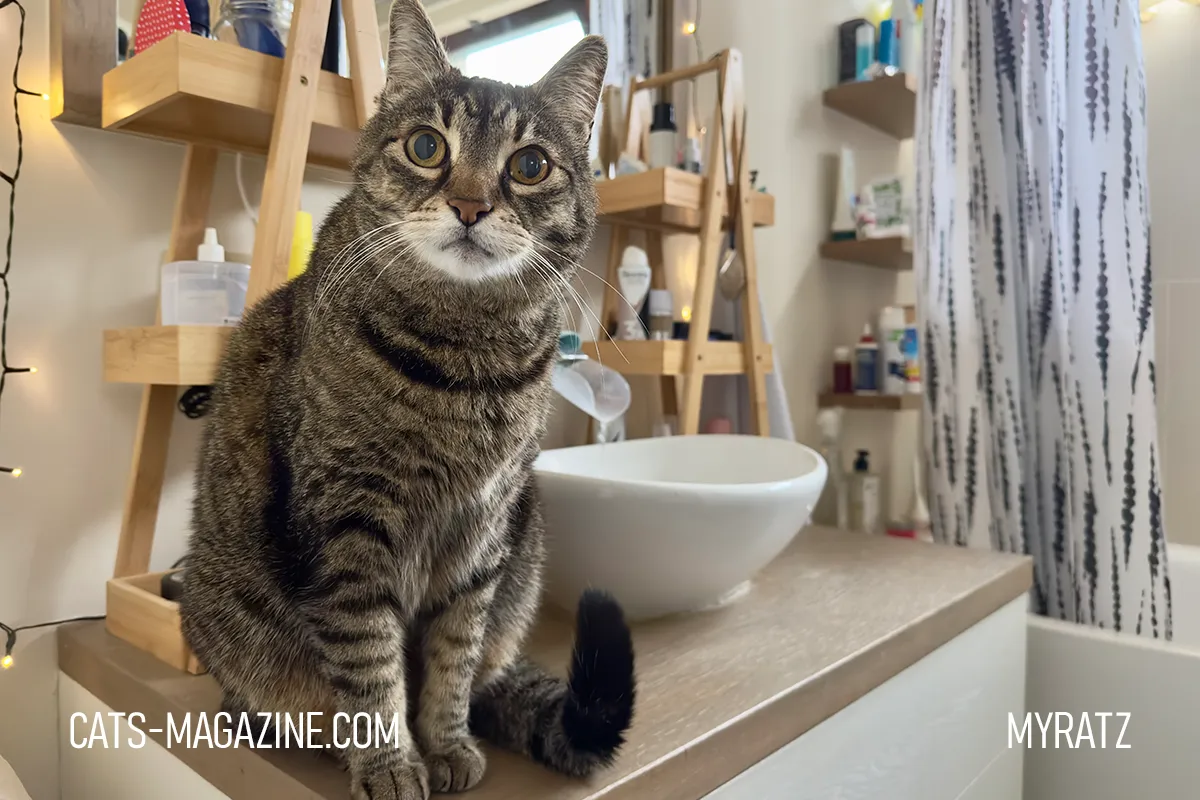 Tabby cat Myratz sitting on a bathroom counter, looking into the camera with wide eyes.