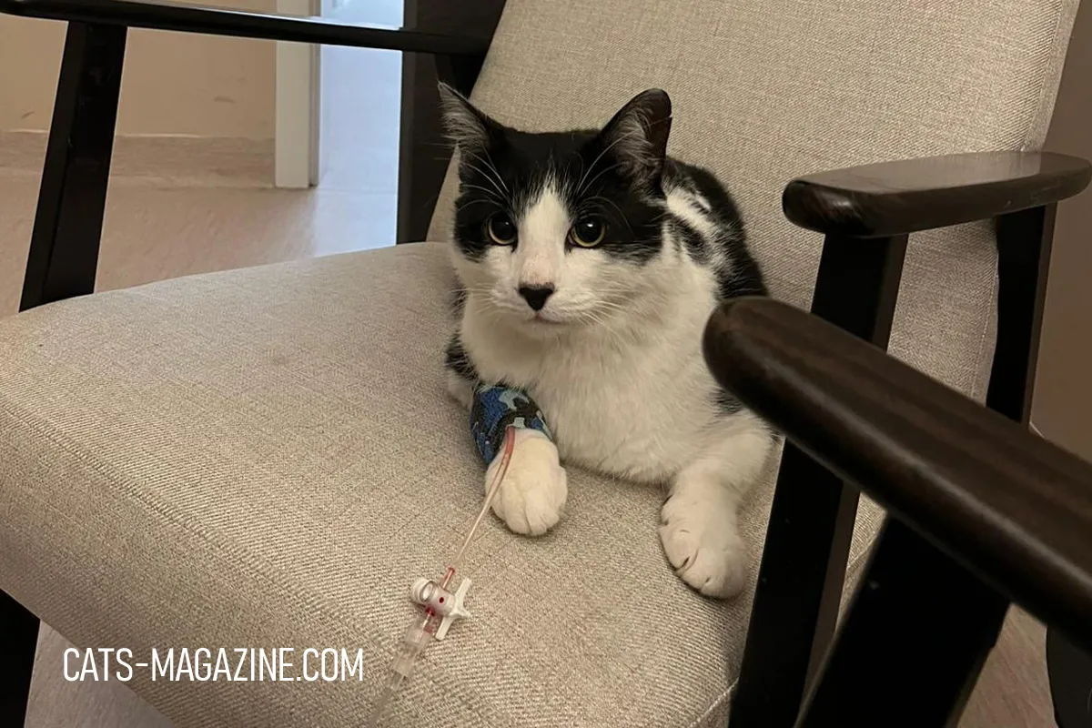 Cat Miró during a blood donation, lying on a chair with a blue camouflage bandage on his paw.