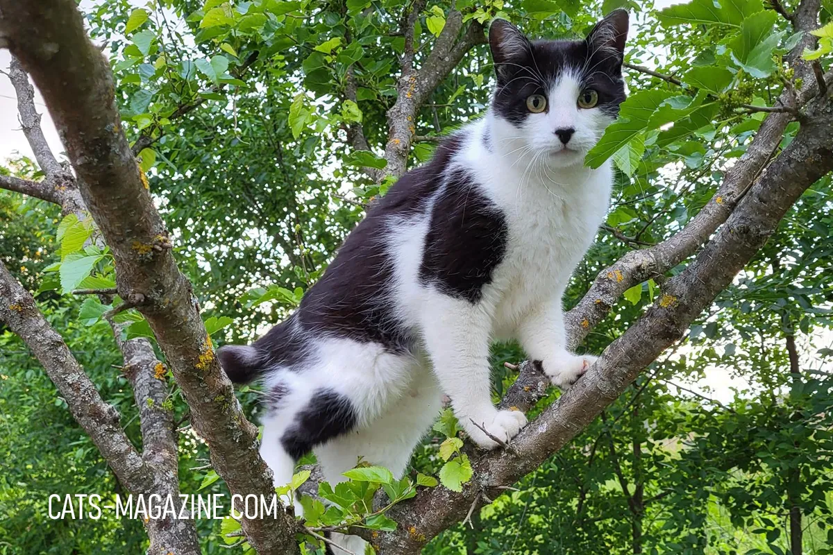 Black and white cat Miró climbing a tree, showing his strength despite missing tail.