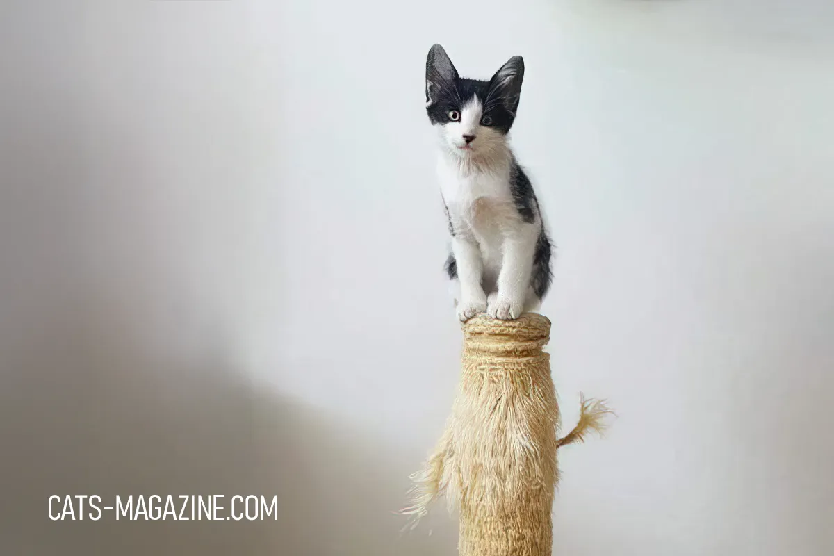 Black and white kitten Miró standing on top of a scratching post looking curious and brave.