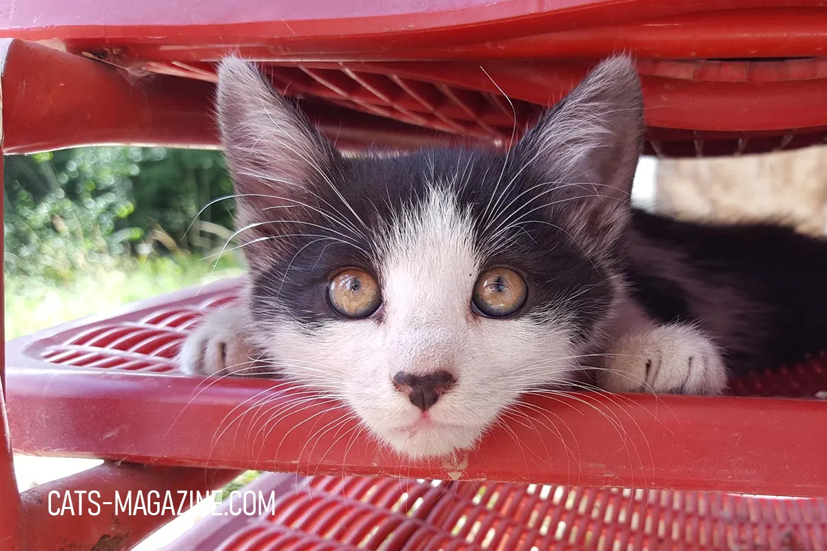 Black and white kitten Miró hiding under a red chair