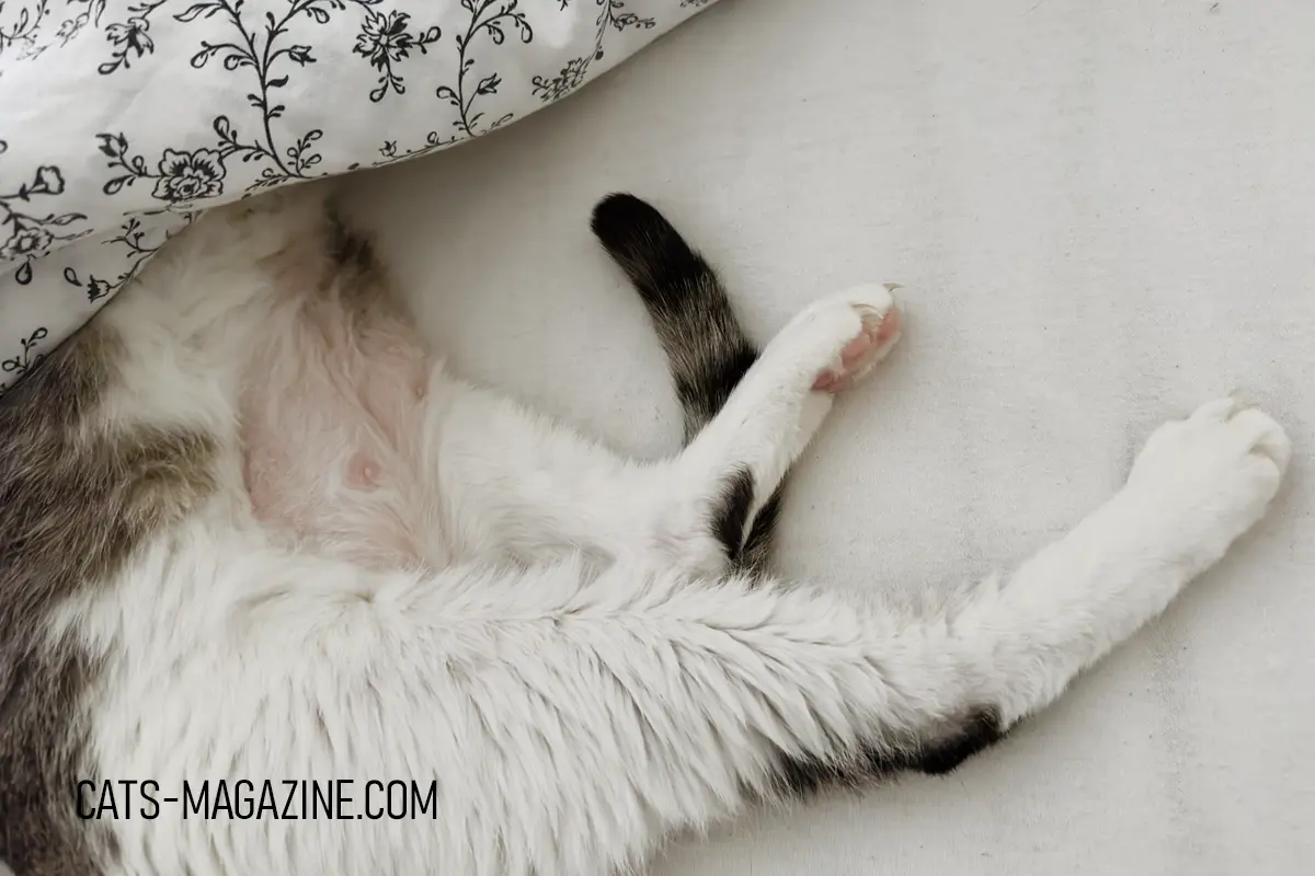 Grey and white cat Pierre with regrowing tummy fur after overgrooming due to stress and allergies.