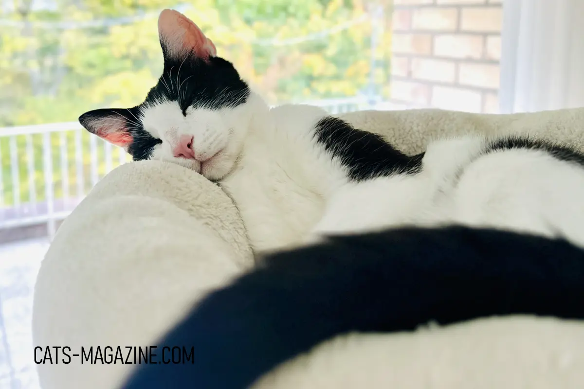 Black and white cat Tito peacefully sleeping in a cozy round cat bed.