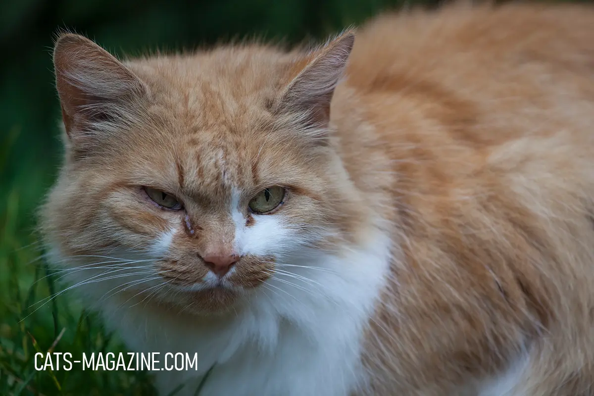Close-up of yellow and white rescue cat Noka recovering from a cold before finding her forever home.