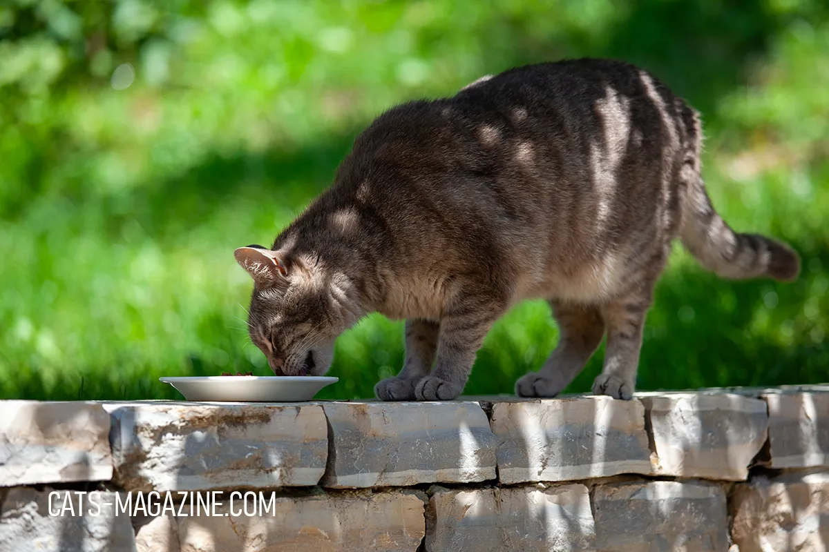 Tabby cat eating from a white dish outdoors, showing natural feeding behavior in cat nutrition research context.