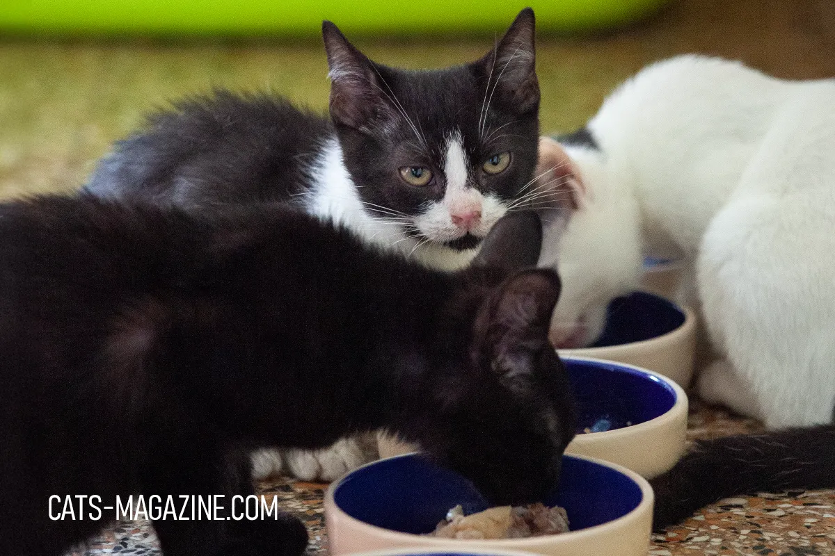 Three cats eating food from bowls, illustrating cat nutrition research and caregiver feeding practices.