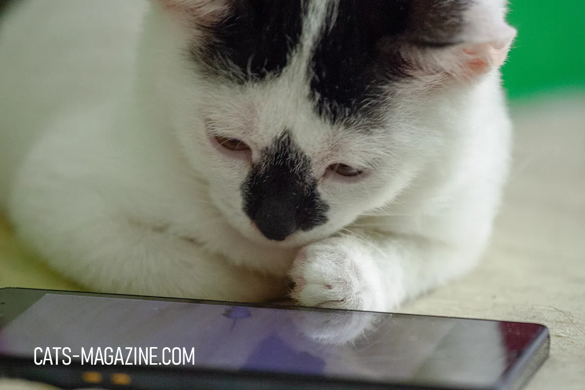 White and black kitten staring at a smartphone screen as if checking whether the caregiver has filled out the University of Glasgow cat nutrition research survey.