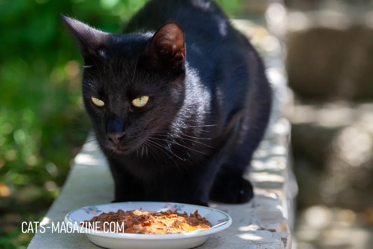 Black rescue cat eating wet food from a plate outdoors, photographed in natural light.