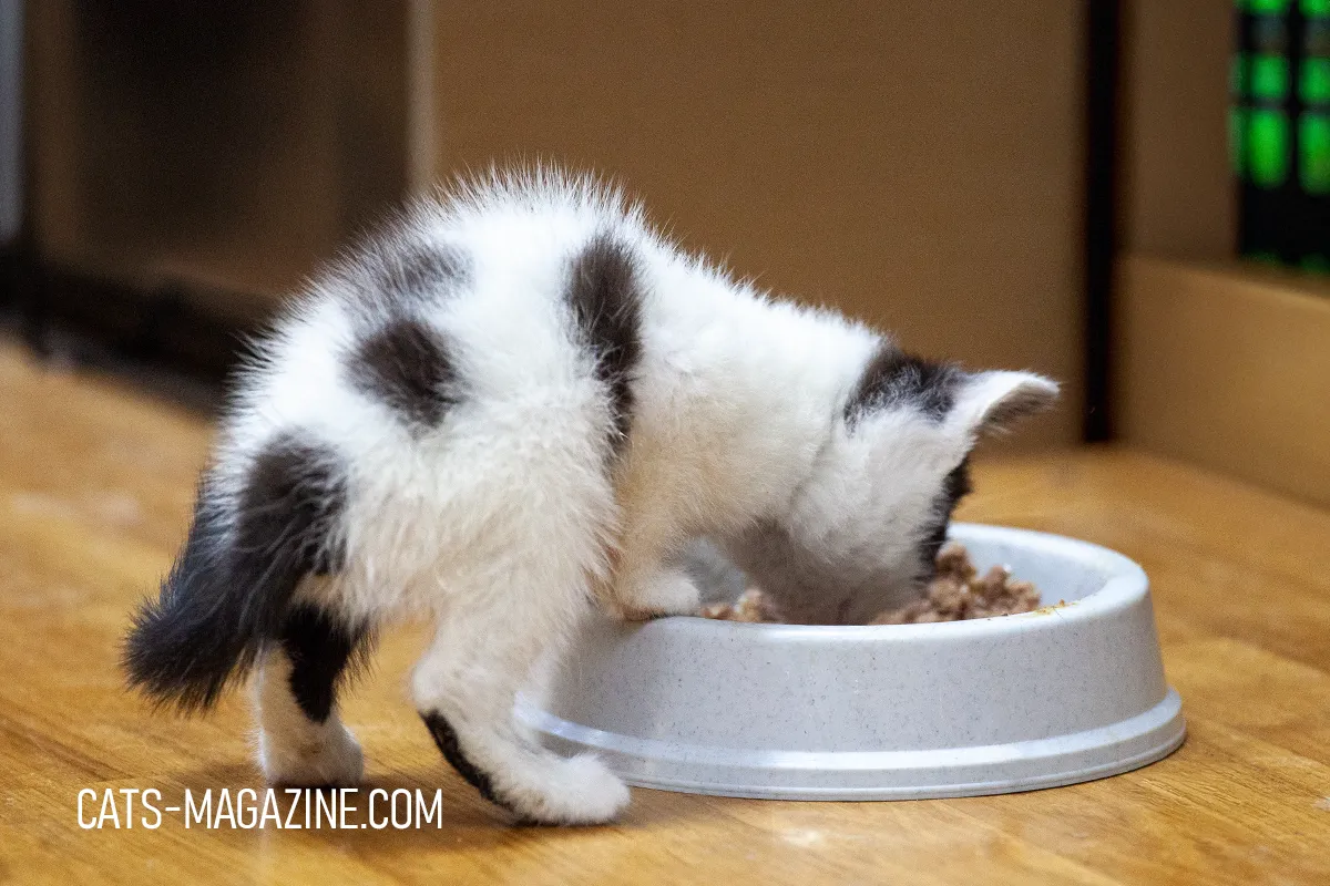 Small black-and-white rescue kitten standing with paws in a food bowl while eating.