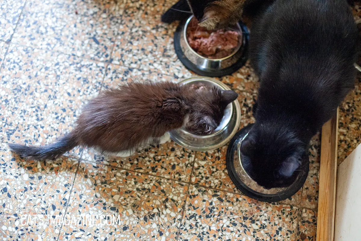 Three rescue cats from SOS Cat eating from stainless steel bowls, including a small kitten and two adult cats.
