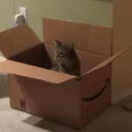 Cat in a box
