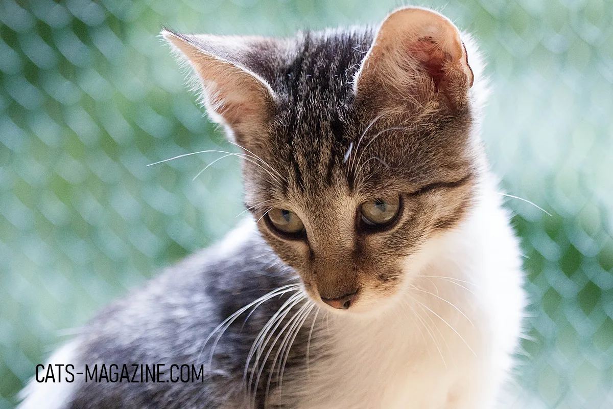 Tabby kitten with white chest looking down in soft light, no collar or clothing.