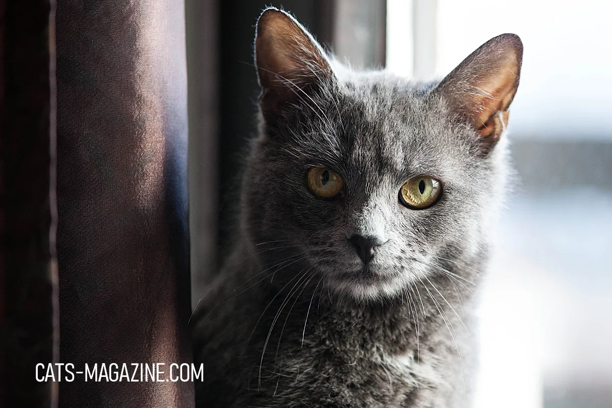 Grey cat near curtain, looking directly at camera in soft daylight.