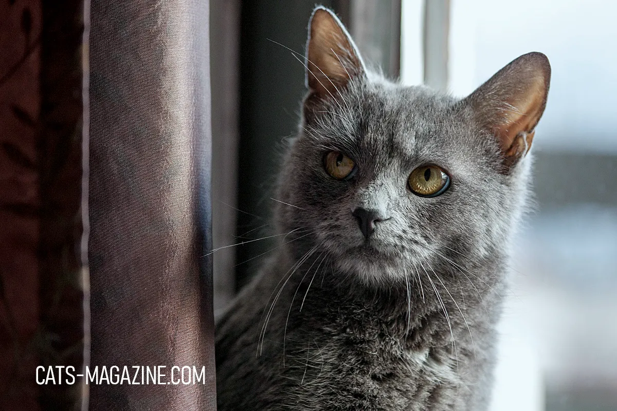 Grey cat sitting by a window, showing calm and natural expression, undressed and relaxed.