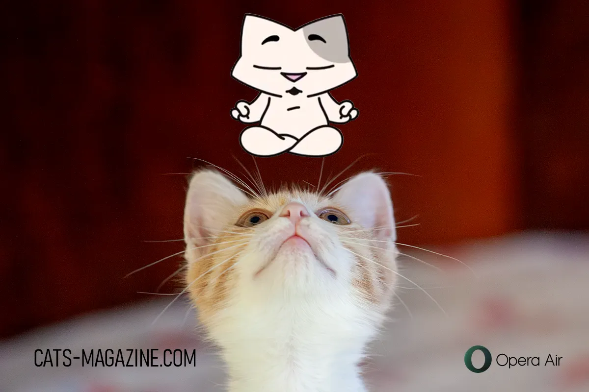 Ginger-and-white SOS Cat rescue kitten looking straight up with whiskers forward, while a small cartoon Inara sits cross-legged and meditating above its head. Cats-Magazine.com text and the Opera Air logo appear at the bottom of the image.